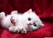 开云-胜负天平上的无形锁链，克瓦拉茨赫利亚如何以一己之力定义年度焦点之战