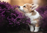 开云sport-戈贝尔爆发与热火生死战取胜尼克斯，季后赛的终极考验