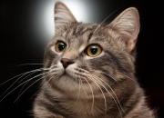 开云APP-贝林厄姆主宰英超争冠之夜，全场最佳荣耀无悬念