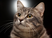 开云APP-贝林厄姆主宰英超争冠之夜，全场最佳荣耀无悬念