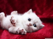 开云体育app-导演式逆转，恩比德末节19分，一人斩落黄蜂