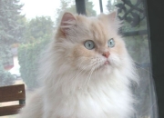 开云-咫尺天涯的双城记，文班亚马统治之夜与浙江队压哨绝杀的交响