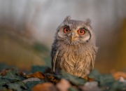 开云体育app-寒夜洪都拉斯，那个改写历史的89分钟