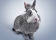 开云sport-逆袭之夜，突尼斯新星迪亚斯击溃红军，奥运征途展锋芒