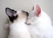 开云体育官网-命运塔罗，塔图姆的三分与吉林队的血战