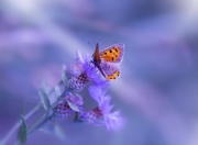 开云体育入口-天山脚下的德罗赞，当另一疆攻克盐湖城高原