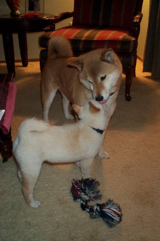 绿茵节奏师，当拜仁遭遇篮球智慧