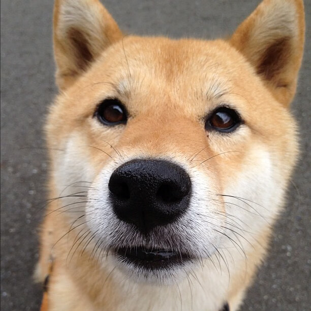 莱奥引爆南美风暴！孤胆英雄率委内瑞拉加时掀翻德甲豪门勒沃库森