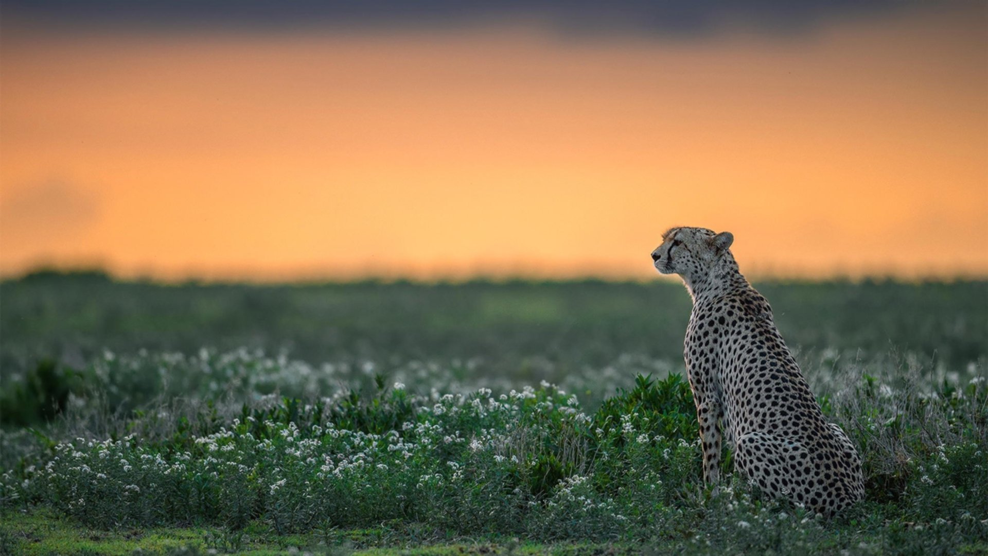 临界点,F1揭幕战的毫秒对决与爵士击溃马刺的战术准备