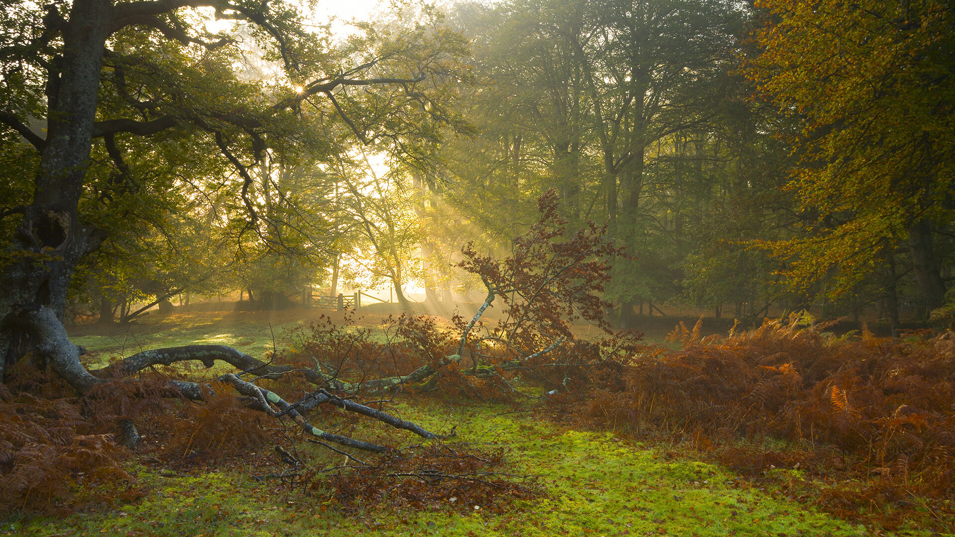 越位区·油门禁区，当本泽马在F1街道赛之夜扛起全队