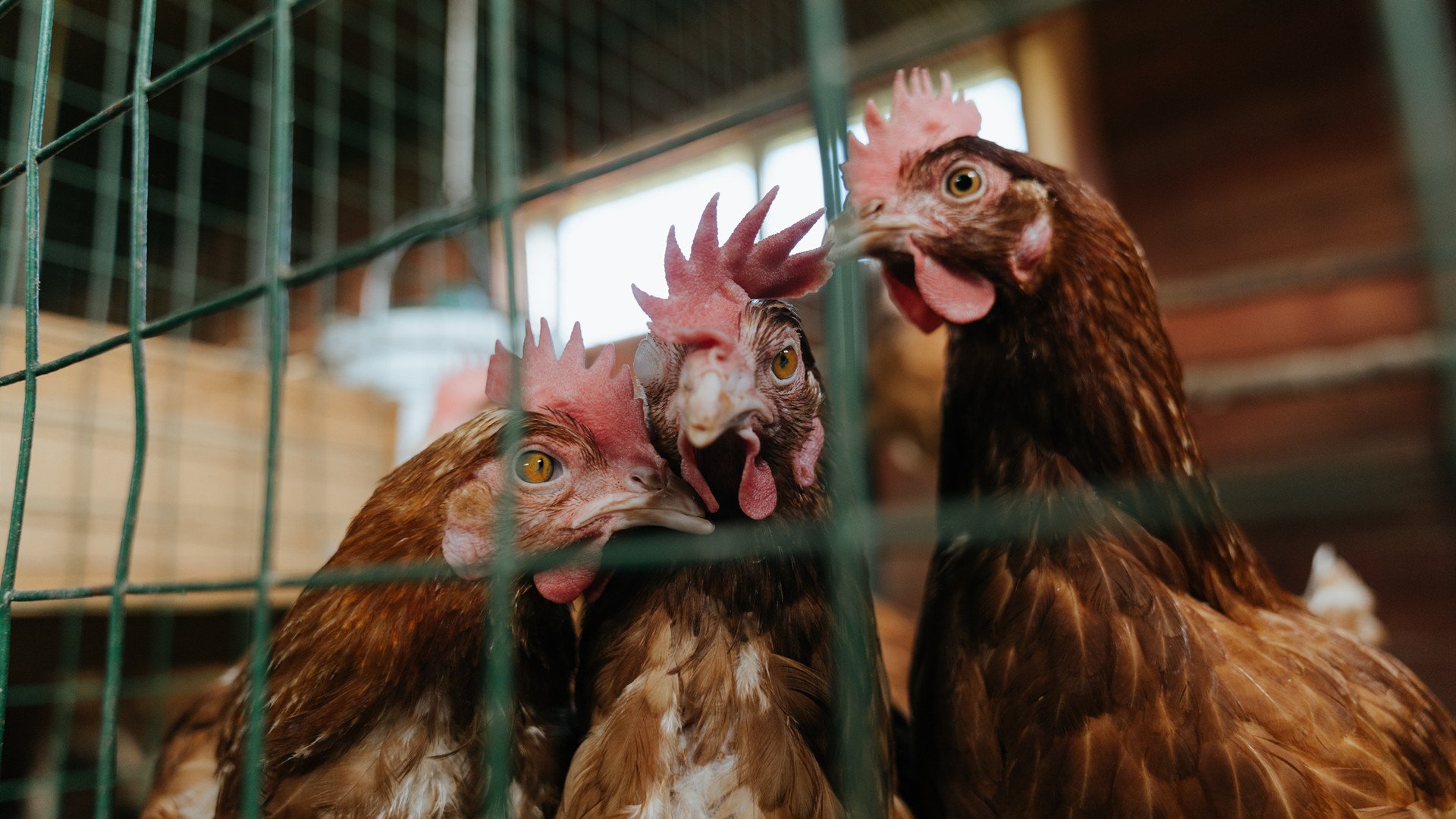 浓眉跨界斩42+17制霸禁区，山西队下半场狂飙逆转太阳