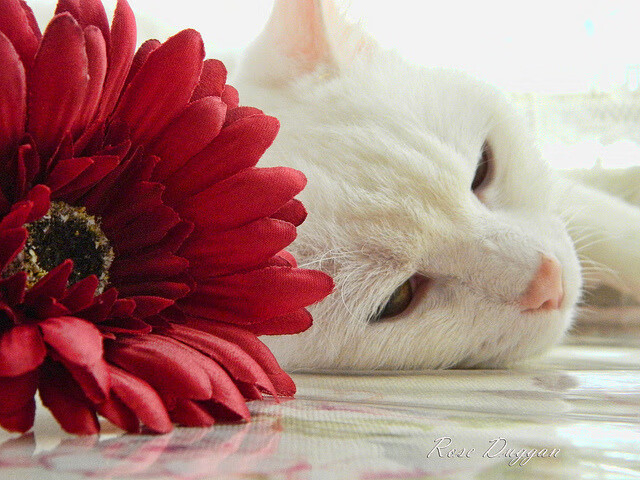 唯一掌控者，维尼修斯在希腊对阵AC米兰的比赛中的神级表现