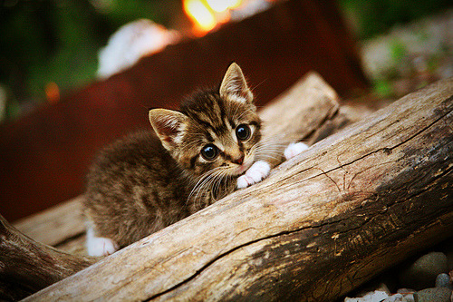 穹顶下的篮球交响诗，约基奇在世界杯之夜的独舞