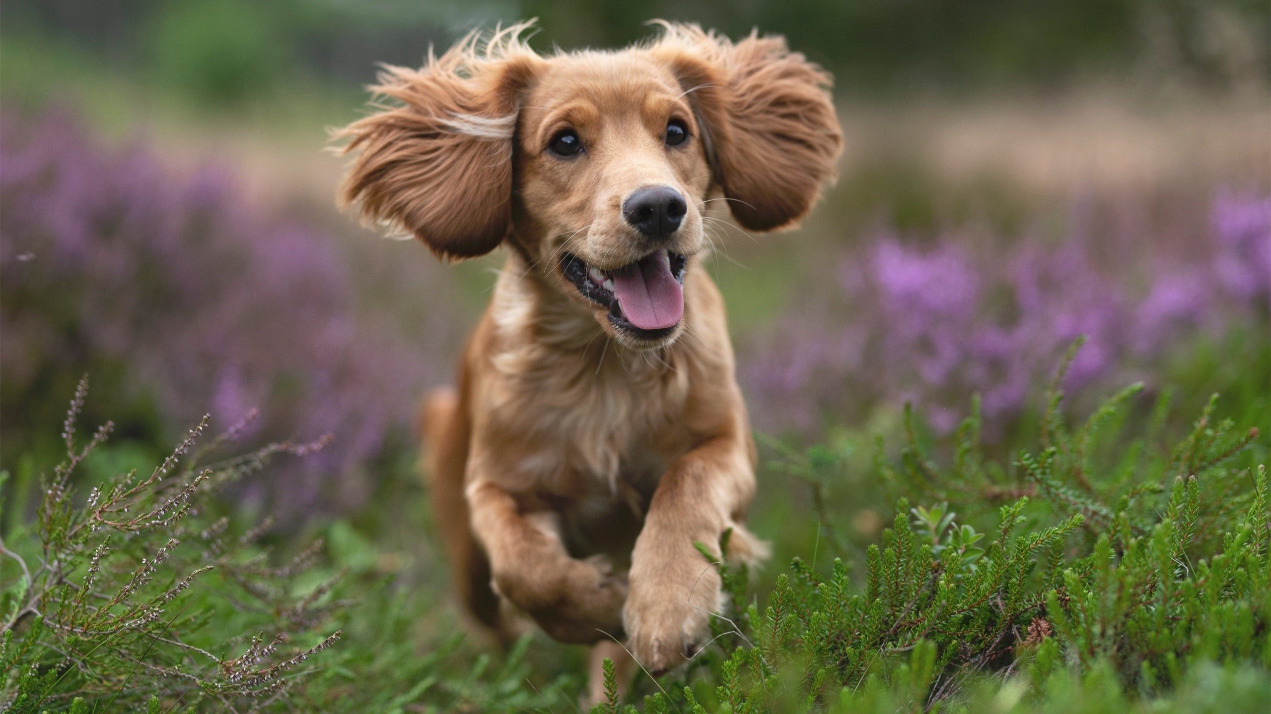 绝境指挥官，乔治末节独取18分破国王铁幕，雷霆鏖战突围锁定季后赛关键席位