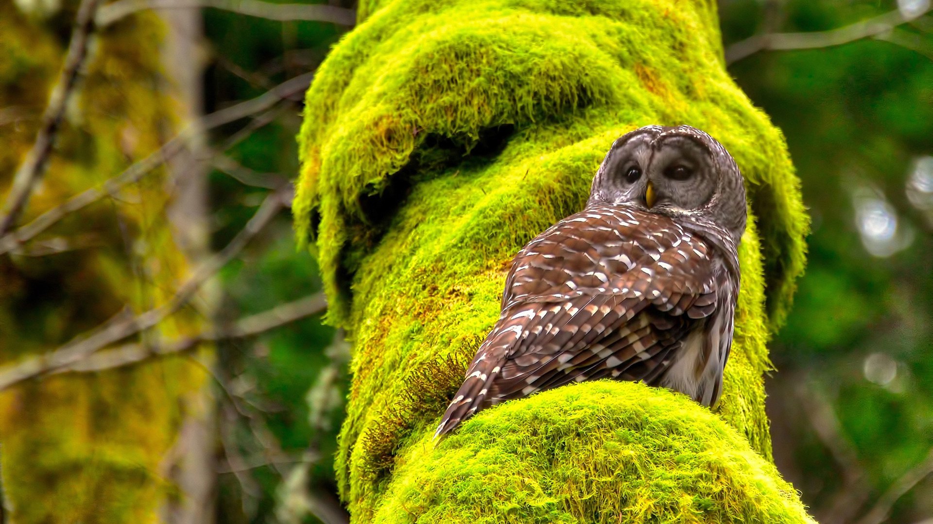大堡礁防线对塞纳河星光,莱万一战封神的南半球宣言