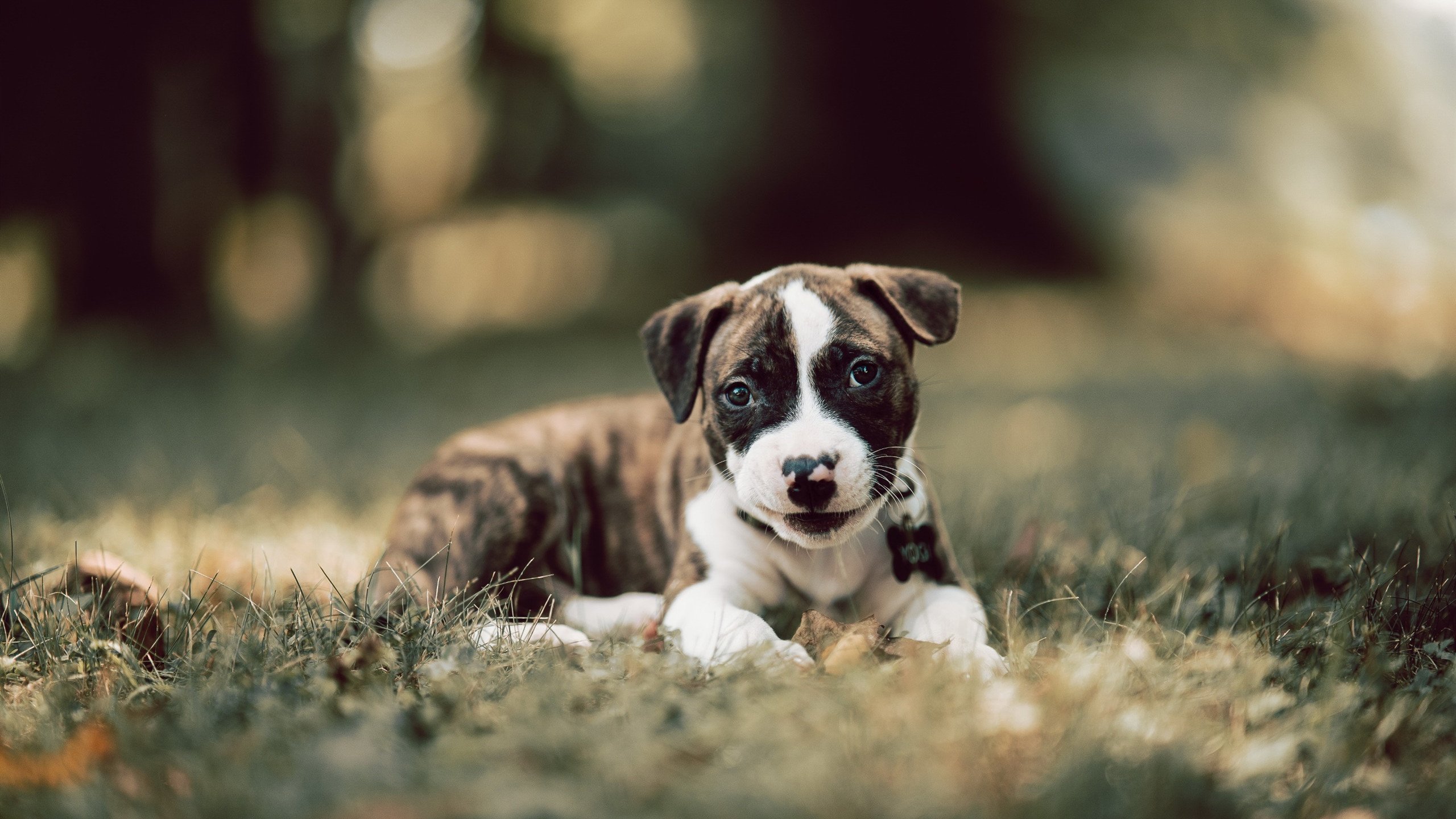 引擎哲学与节奏艺术，F1揭幕战的马刺式智慧如何解码勇士难题