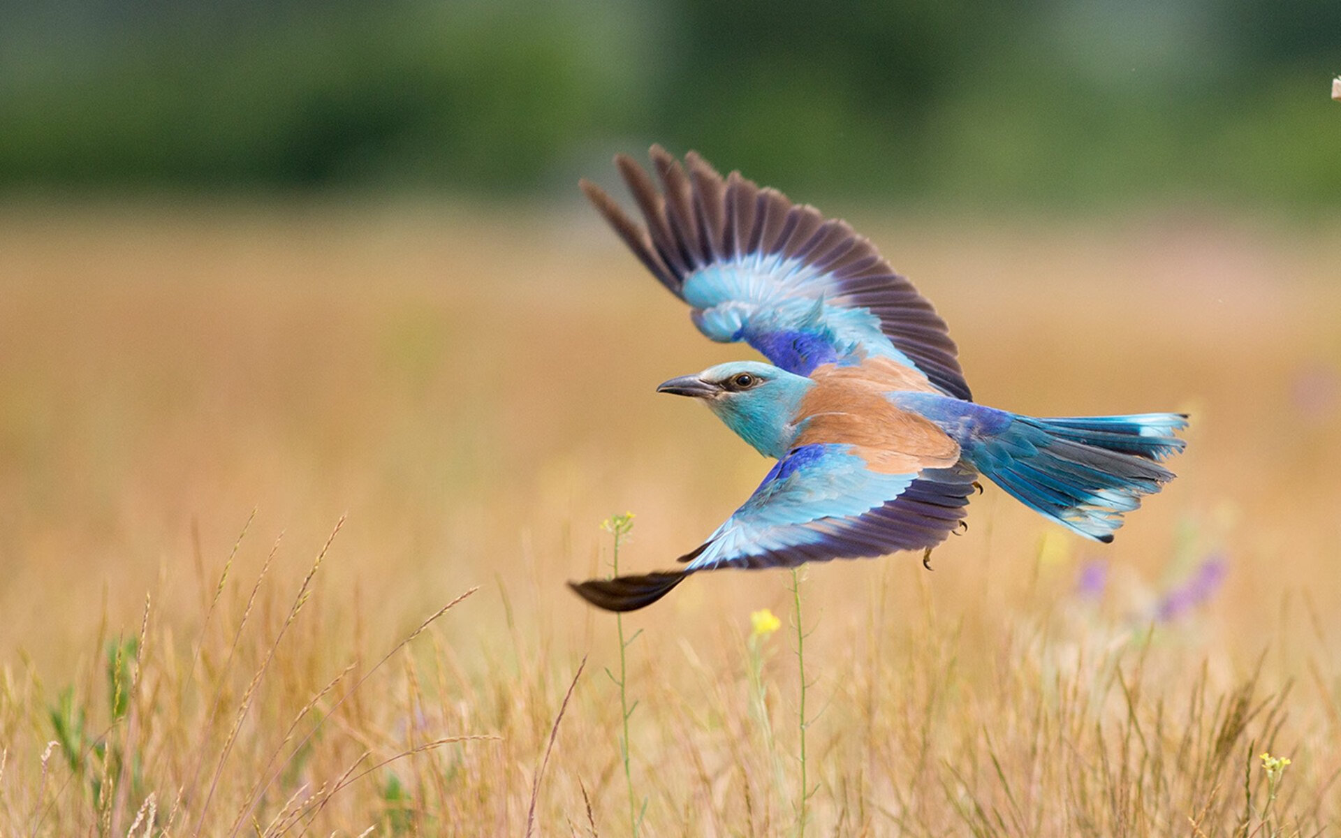 从克瓦拉茨赫利亚的教科书表现到德国稳稳拿下拉齐奥，欧冠夜的双重奏
