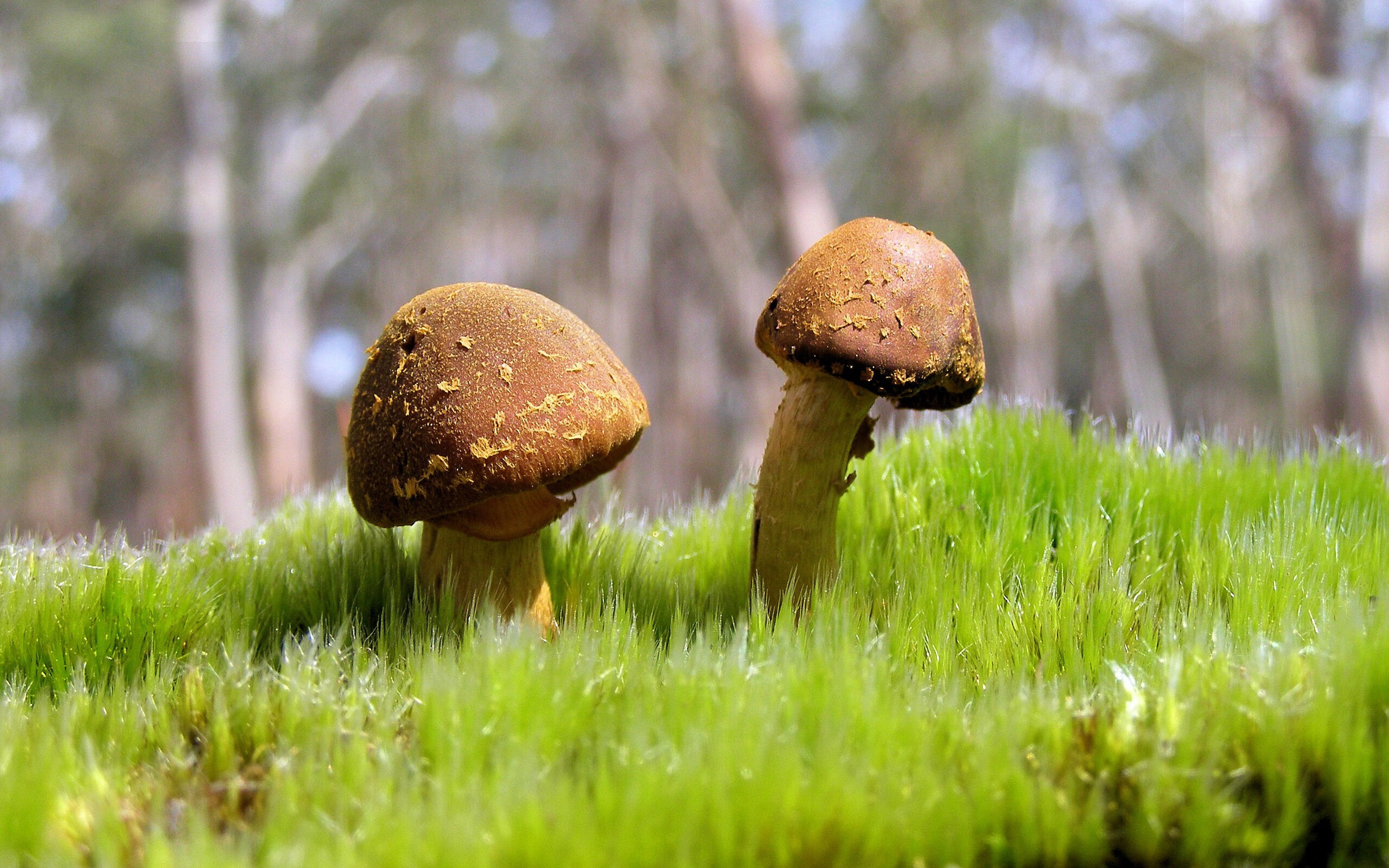 双重征服，当尼日利亚粉碎荷兰神话，库尔图瓦在西决生死战中加冕