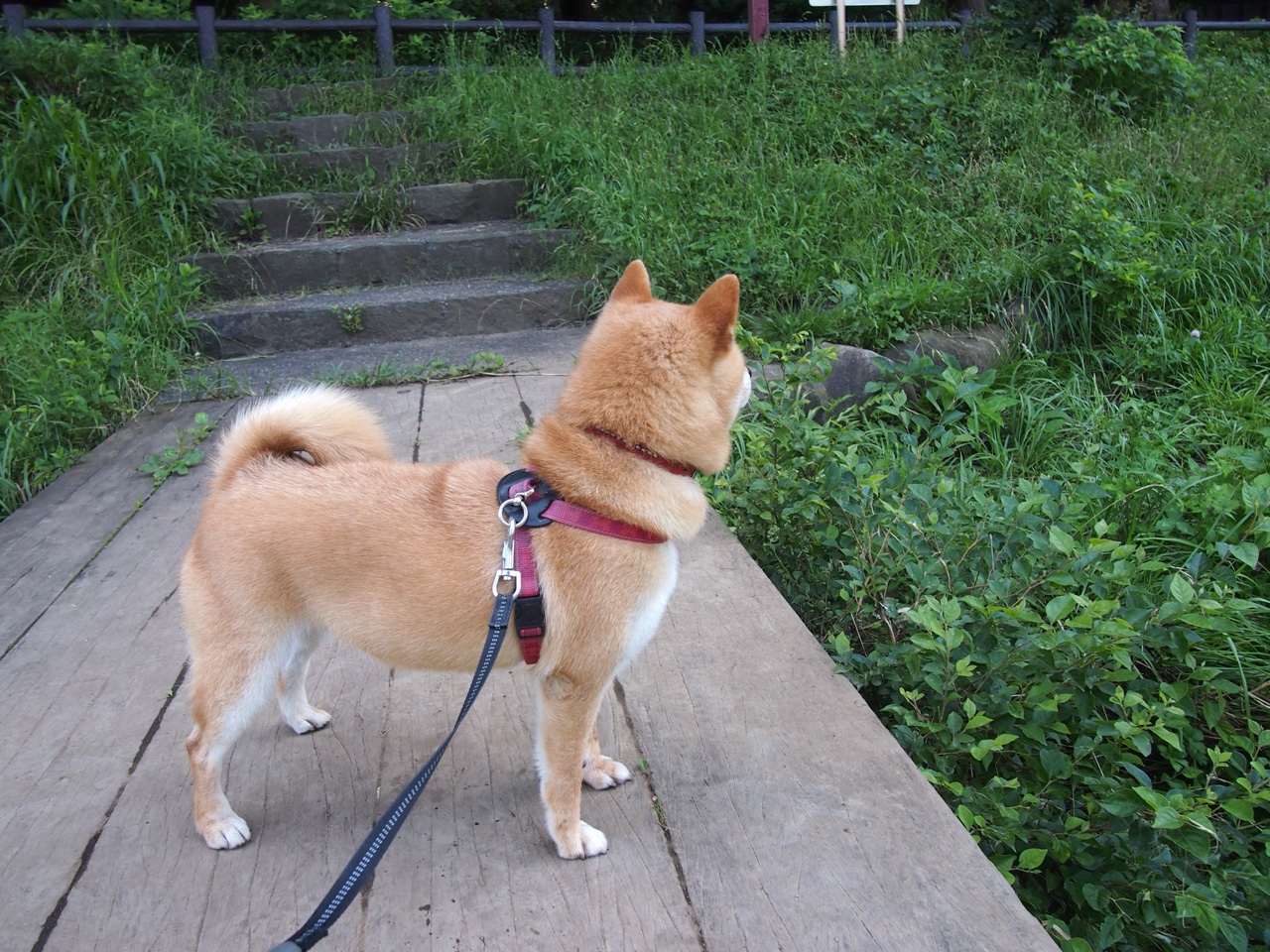 跨越大陆的绿茵共鸣，德甲争霸与巴拉圭足球的坚韧传承