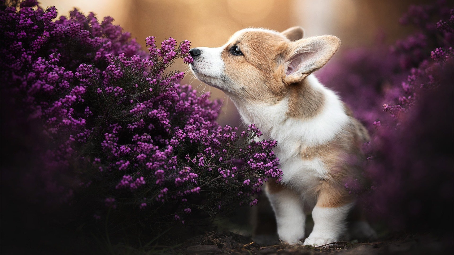 逆光，方向盘上的赌注与全队的重量