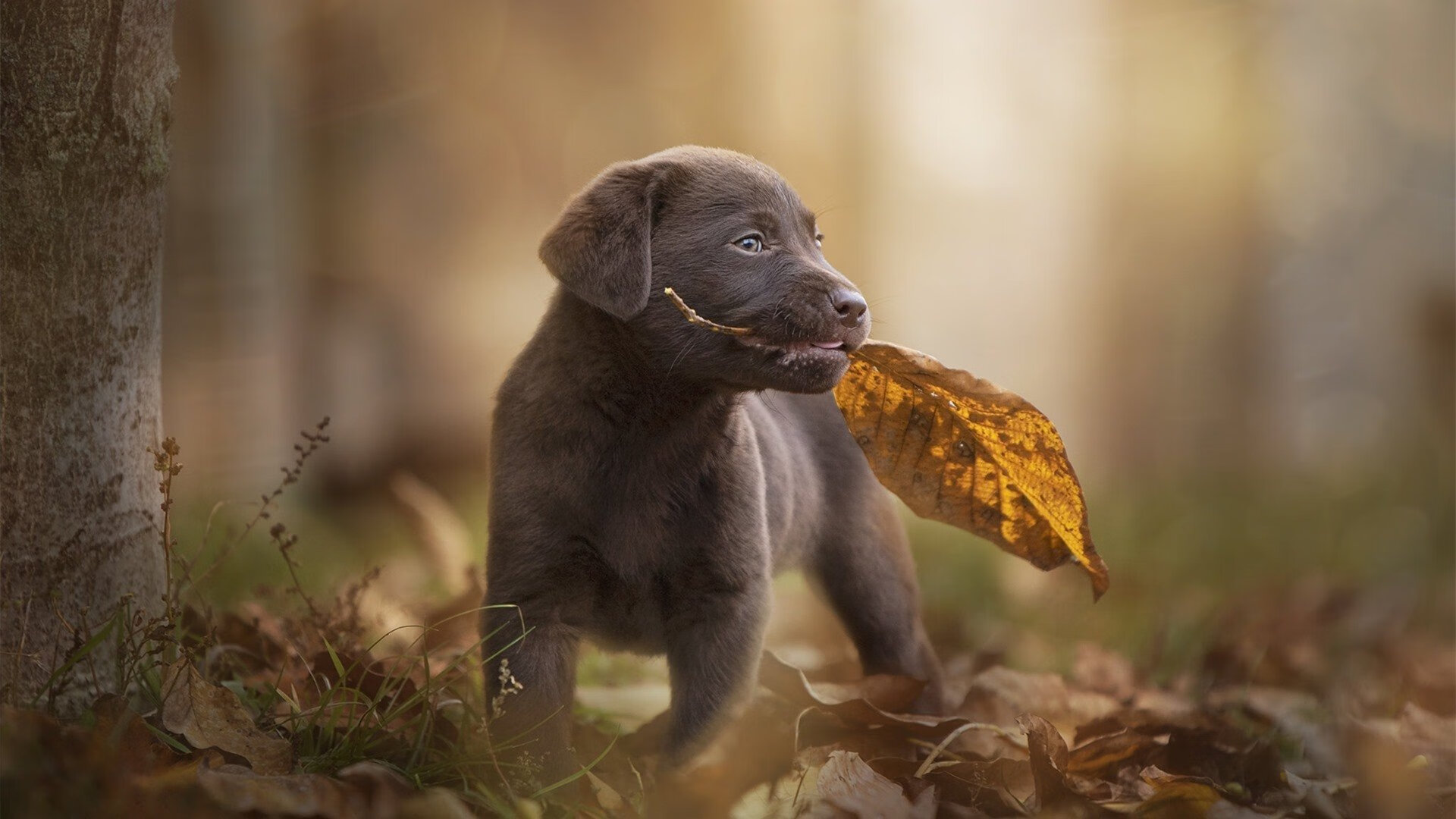 绝命闪击！阿根廷强行终结爱尔兰，罗德里戈一剑封喉成关键先生