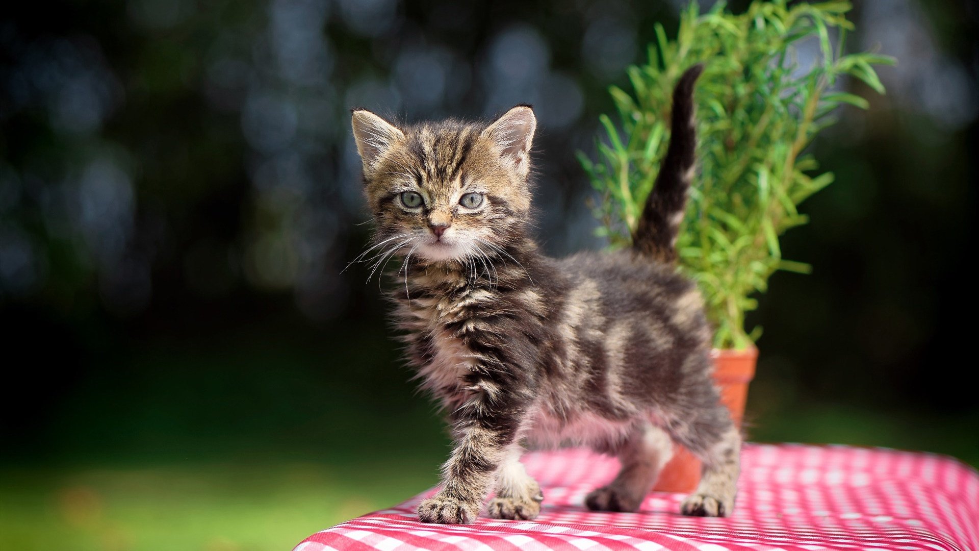 锈蚀的铜门与七色光，当格纳布里为中国推开新世界