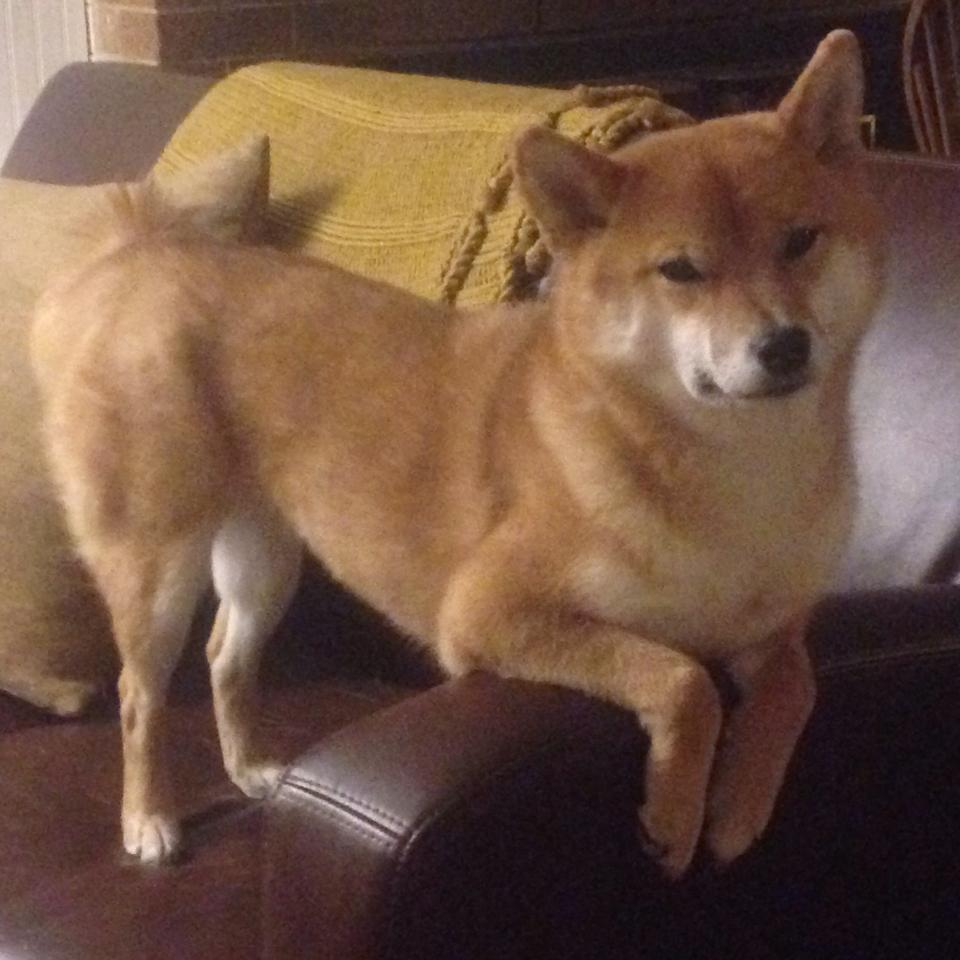 弗兰基之夜，葡萄牙征服亚平宁