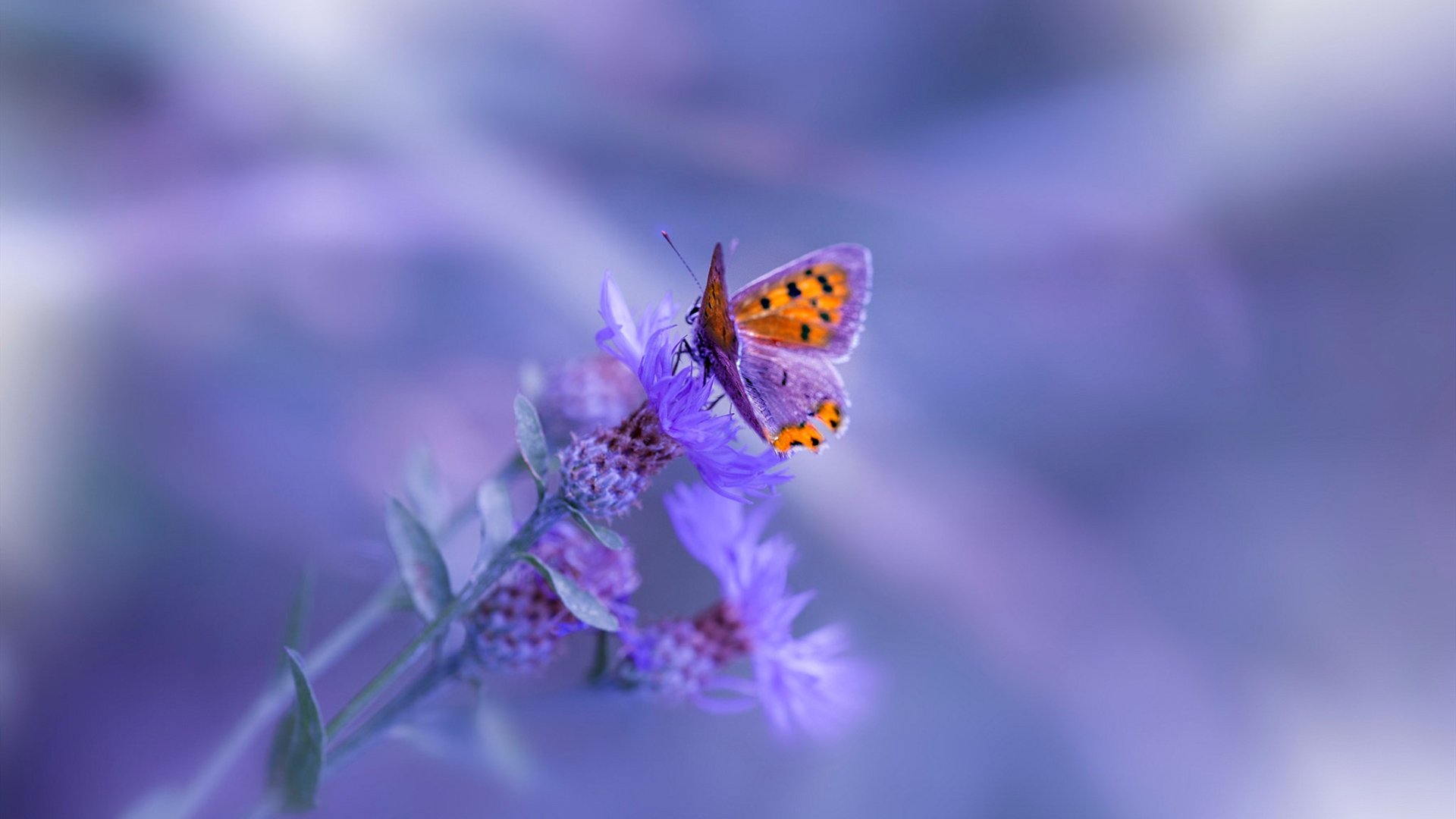 独行侠军师运筹帷幄！保罗暗夜突围热火核心棋局