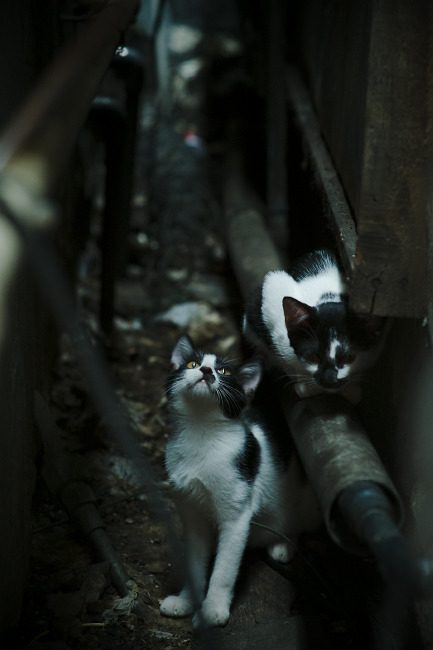 主动请缨的锁匠，当东契奇不再微笑，活塞的引擎彻底熄火